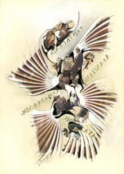 EVOLUTION, 1969 - photographic transfers, inks on paper cm. 50x70